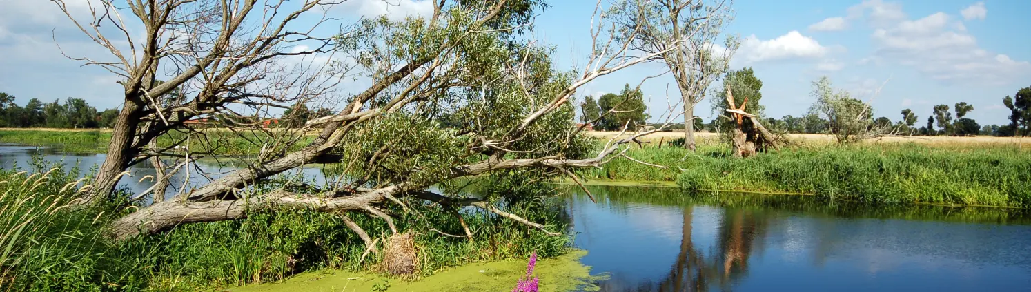 Brandenburg. Im Vordergrund der Flusslauf der Havel mit Weidenbaum und pinken Blumen. Im Hintergrund Felder und blauer Himmel.