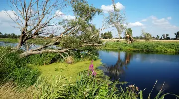 Brandenburg. Im Vordergrund der Flusslauf der Havel mit Weidenbaum und pinken Blumen. Im Hintergrund Felder und blauer Himmel.