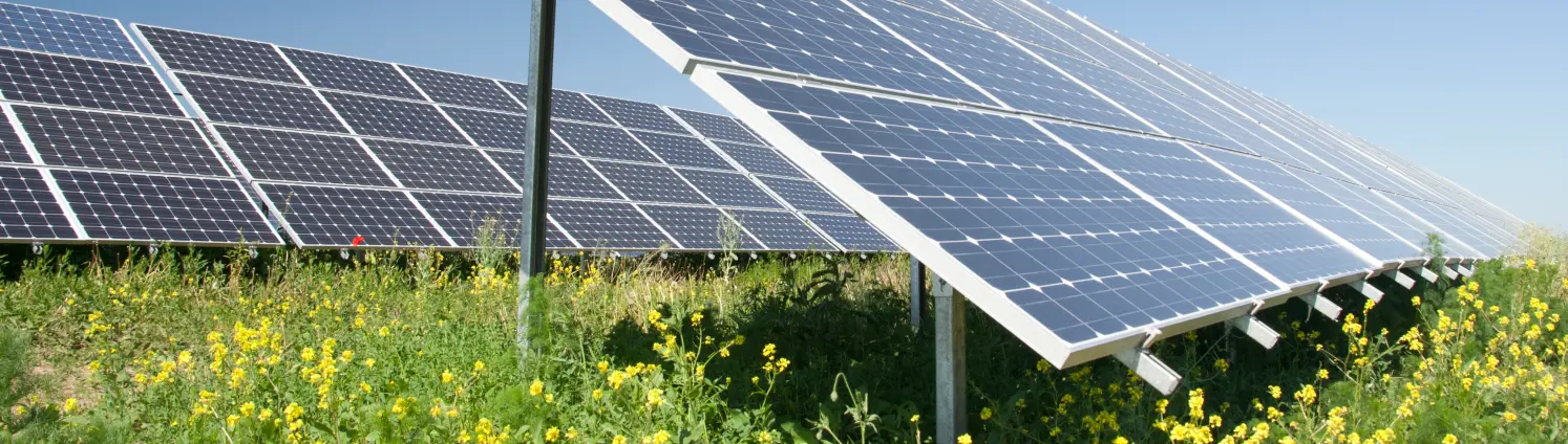 Zur Sonne ausgerichtete Solarmodule auf einer Wiese voller Wildblumen. Darüber wolkenloser Himmel.